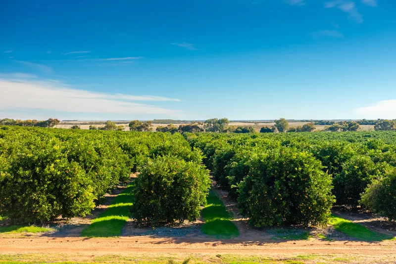Hileras de árboles cítricos bajo el cielo azul